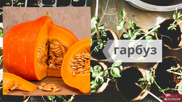 Говори красиво: як правильно називати овочі українською - фото 465583