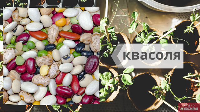 Говори красиво: як правильно називати овочі українською - фото 465584