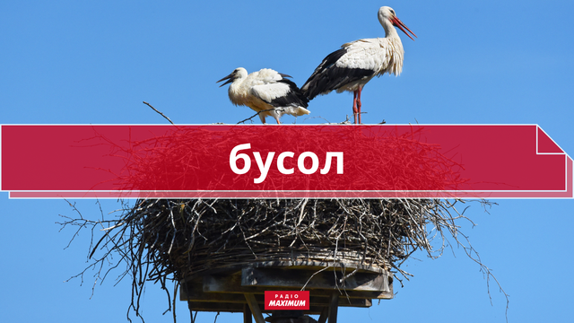 10 колоритних українських слів про літо, які збагатять ваше мовлення - фото 465917