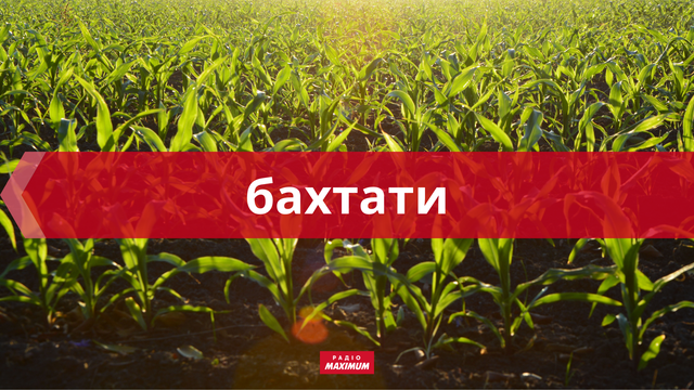 10 колоритних українських слів про липень, які прикрасять ваше мовлення - фото 465929