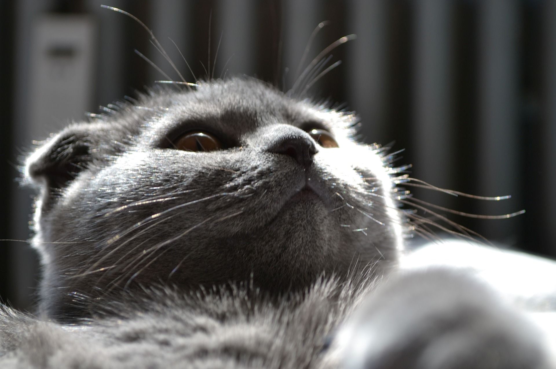 Чому не варто брити котів - фото 1