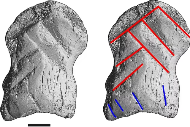 Археологи знайшли найдавніший орнамент, створений неандертальцями 51 тисячу років тому - фото 466718