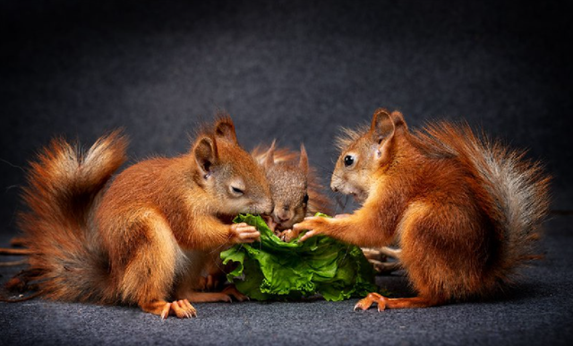 Ветеринар з Одеси зробила професійну фотосесію, щоб знайти білченятам новий дім - фото 466726