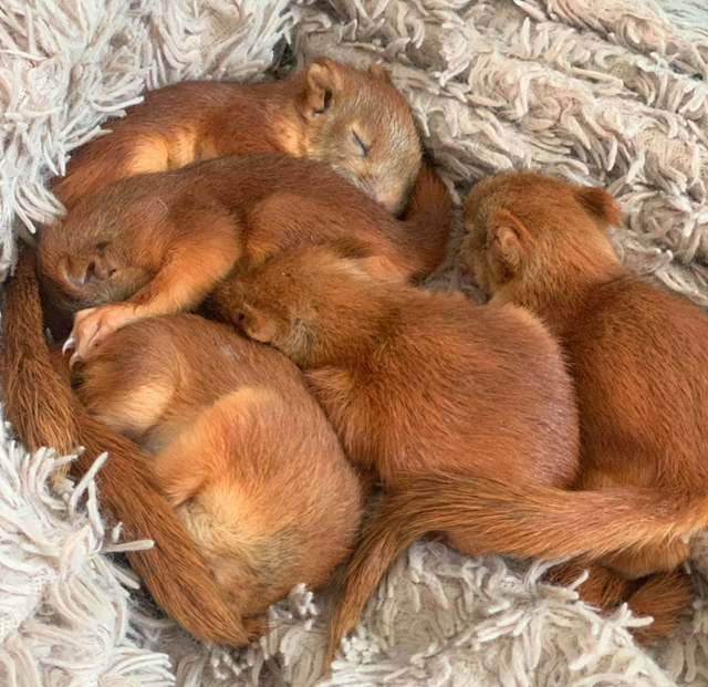 Ветеринар з Одеси зробила професійну фотосесію, щоб знайти білченятам новий дім - фото 466727