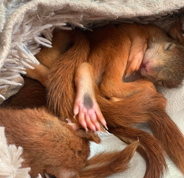 Ветеринар з Одеси зробила професійну фотосесію, щоб знайти білченятам новий дім - фото 466728