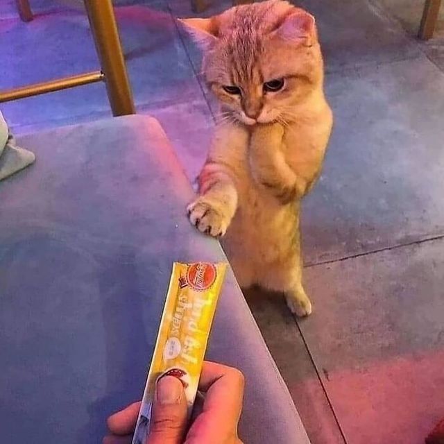 Кіт зламався: епічні фото домашніх улюбленців, які змусять сміятись - фото 467736