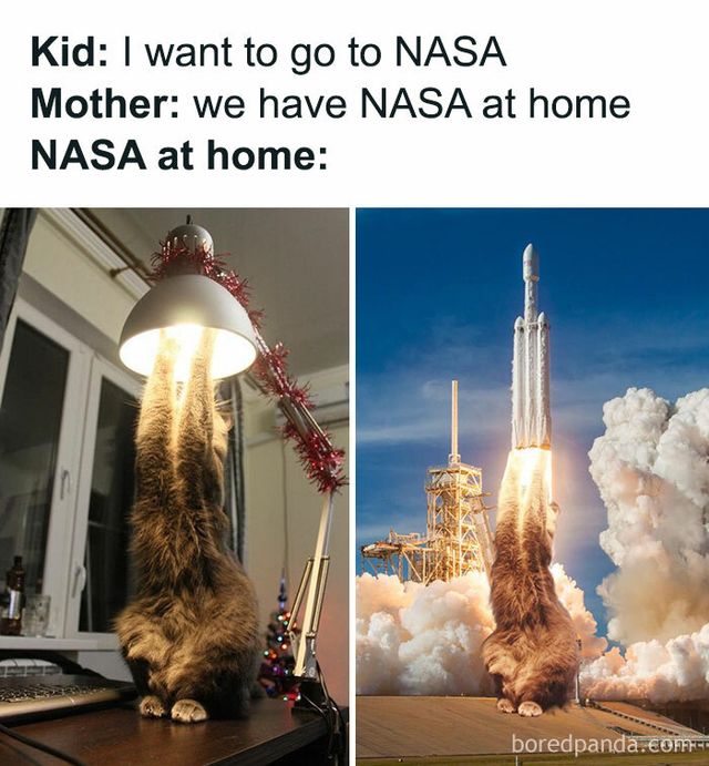 Кіт зламався: епічні фото домашніх улюбленців, які змусять сміятись - фото 467742