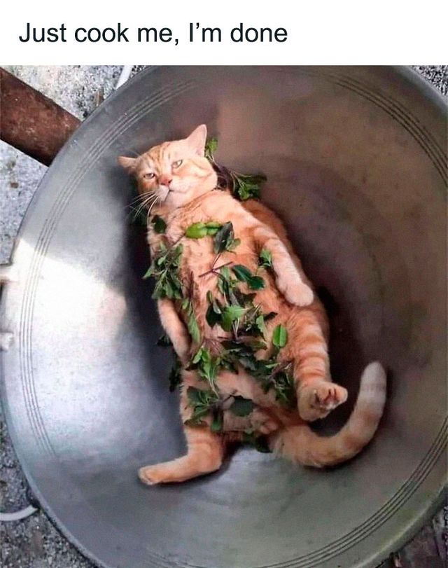 Кіт зламався: епічні фото домашніх улюбленців, які змусять сміятись - фото 467747