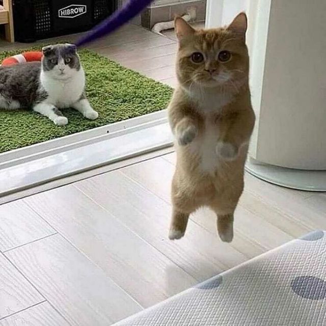 Кіт зламався: епічні фото домашніх улюбленців, які змусять сміятись - фото 467748