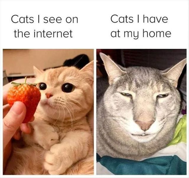 Кіт зламався: епічні фото домашніх улюбленців, які змусять сміятись - фото 467749