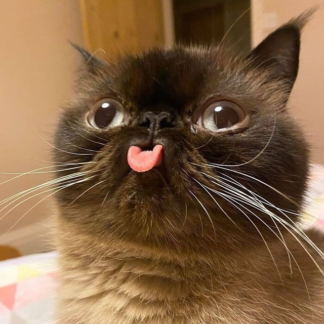 Кіт зламався: епічні фото домашніх улюбленців, які змусять сміятись - фото 467750