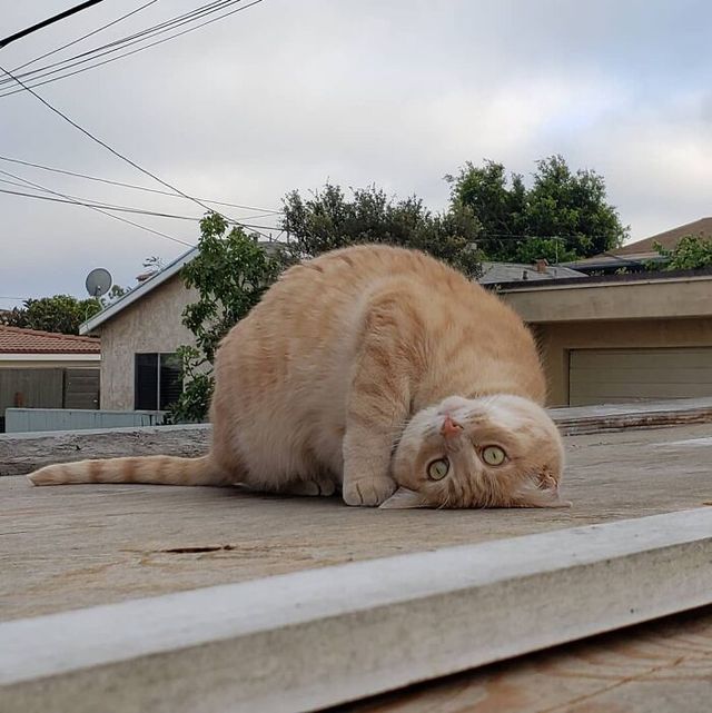Кіт зламався: епічні фото домашніх улюбленців, які змусять сміятись - фото 467752