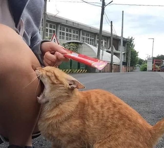 Кіт зламався: епічні фото домашніх улюбленців, які змусять сміятись - фото 467754