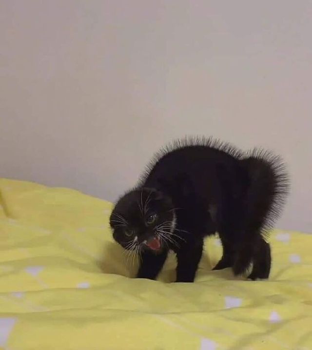 Кіт зламався: епічні фото домашніх улюбленців, які змусять сміятись - фото 467755