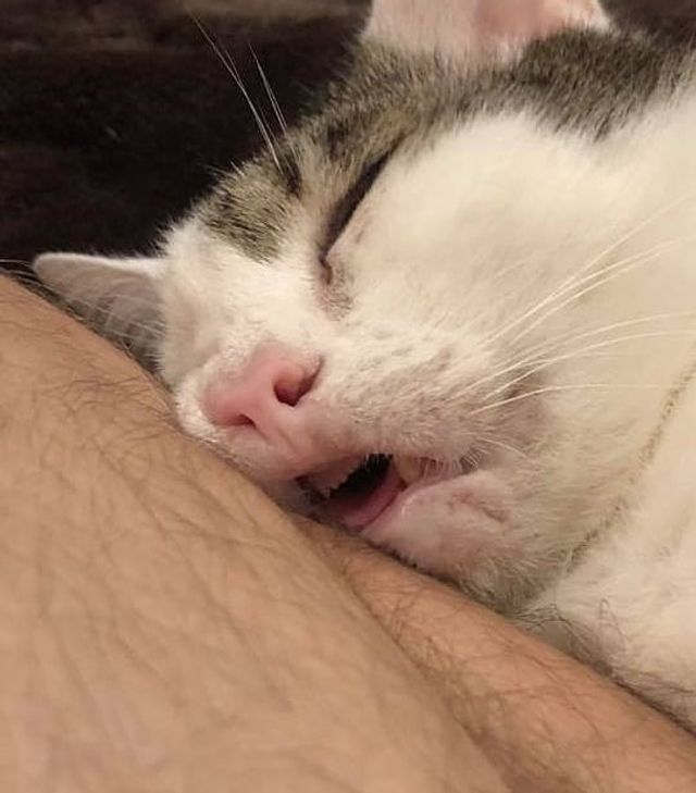 Кіт зламався: епічні фото домашніх улюбленців, які змусять сміятись - фото 467759