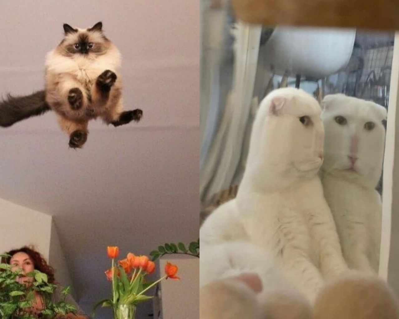 Невдалі фото котів - фото 1