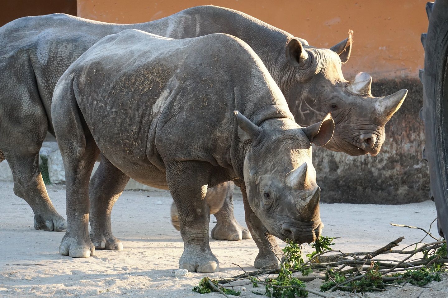Сальто у вольєрі носорогів: тіктокер хотів хайпанути, але тепер йому загрожує ув'язнення - фото 1