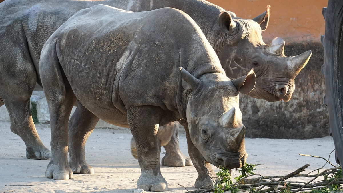 Сальто у вольєрі носорогів: тіктокер хотів хайпанути, але тепер йому загрожує ув'язнення - фото 1