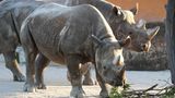 Сальто у вольєрі носорогів: тіктокер хотів хайпанути, але тепер йому загрожує ув'язнення