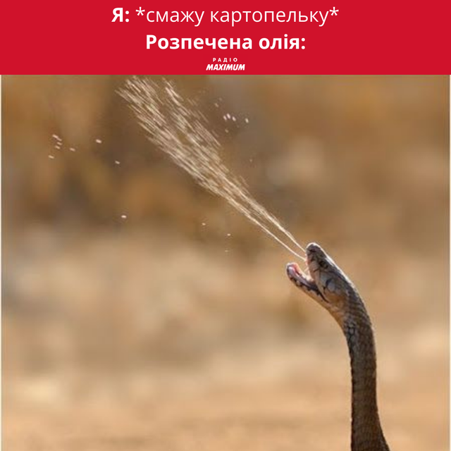 Меми зі зміями: 10 жартівливих картинок про плазунів, які показують наше життя - фото 468168