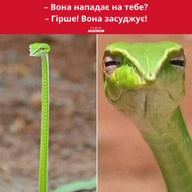 Меми зі зміями: 10 жартівливих картинок про плазунів, які показують наше життя - фото 468169