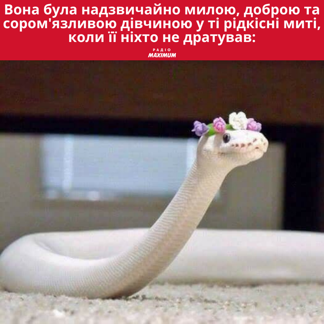 Меми зі зміями: 10 жартівливих картинок про плазунів, які показують наше життя - фото 468171
