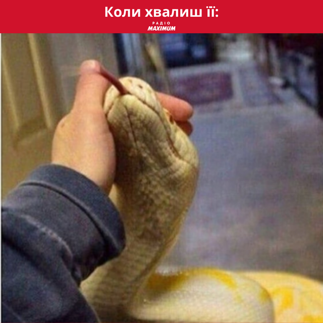 Меми зі зміями: 10 жартівливих картинок про плазунів, які показують наше життя - фото 468172
