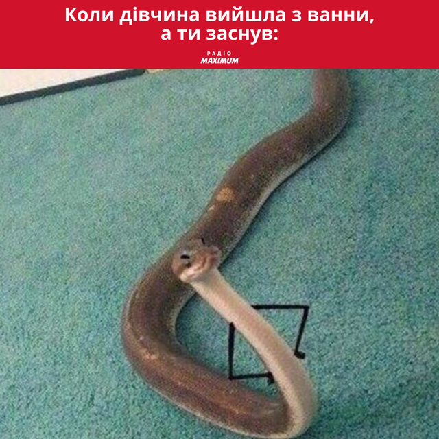 Меми зі зміями: 10 жартівливих картинок про плазунів, які показують наше життя - фото 468173