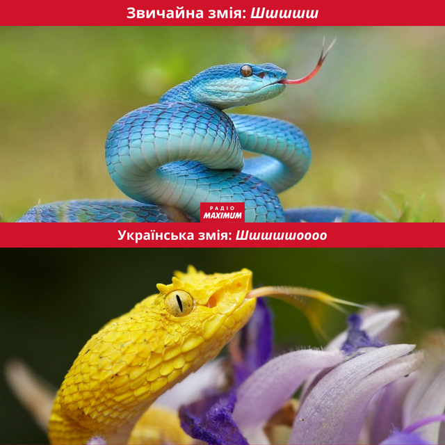 Меми зі зміями: 10 жартівливих картинок про плазунів, які показують наше життя - фото 468175