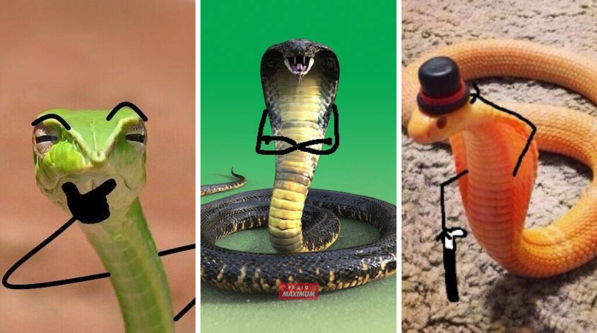 Меми зі зміями: 10 жартівливих картинок про плазунів, які показують наше життя