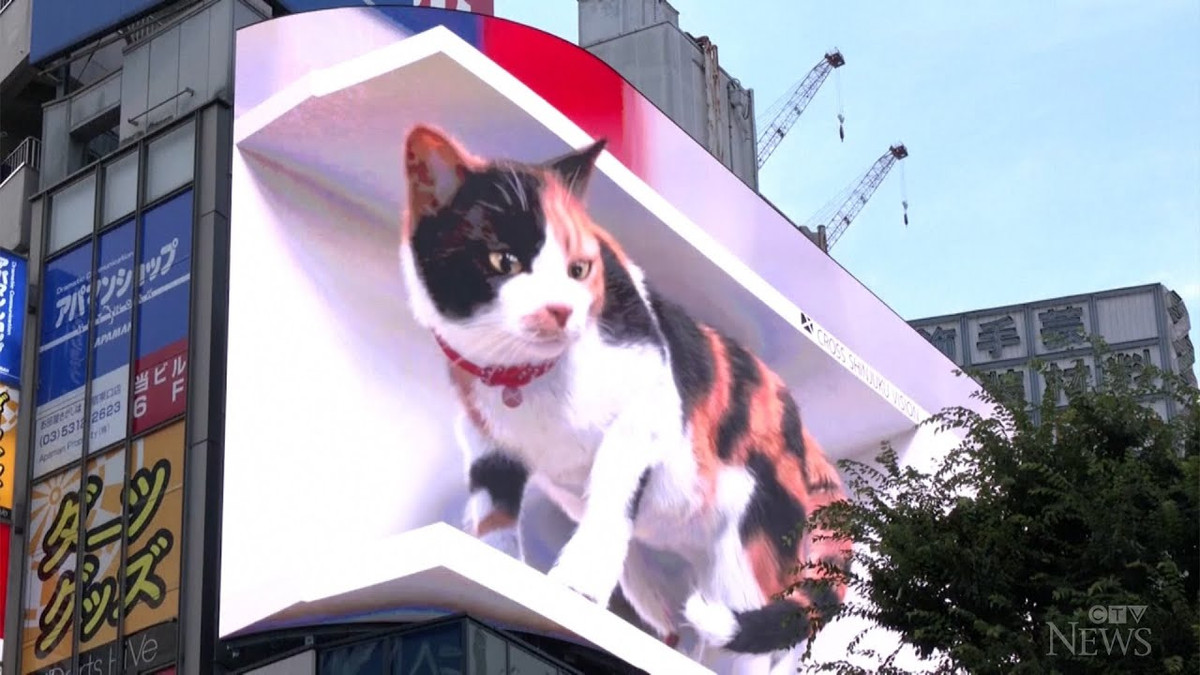Японець спародіював 3D-кота з токійського білборда з власною кішкою: кумедне відео - фото 1