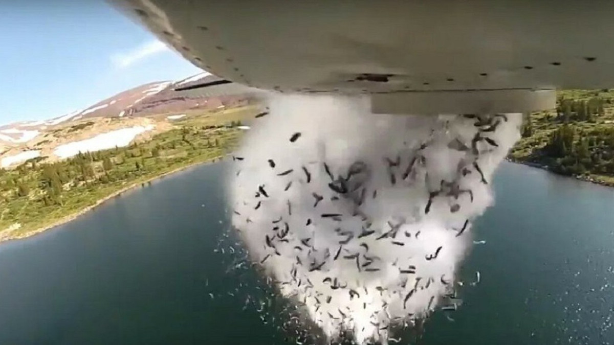 На відео потрапив момент десантування риби з літака - фото 1