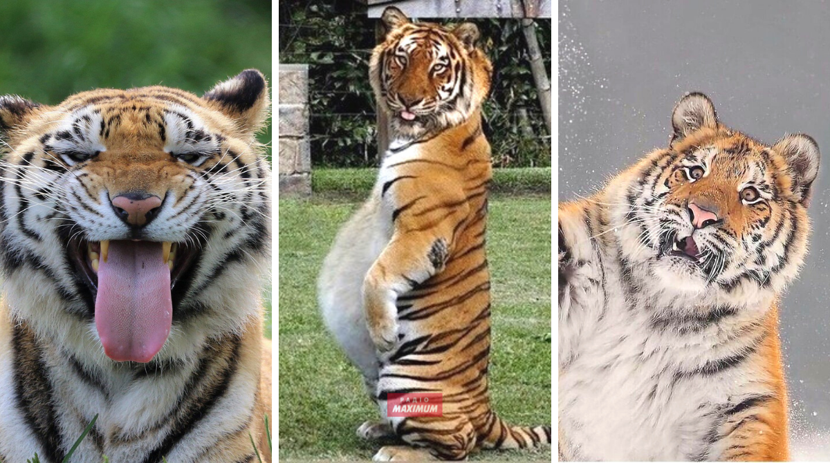 Меми з тиграми: 10 жартівливих картинок на всі випадки життя