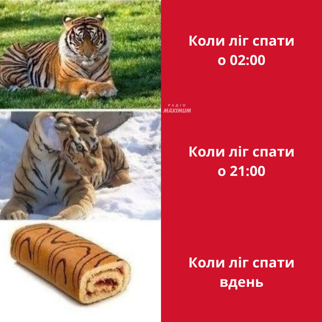 Меми з тиграми: 10 жартівливих картинок на всі випадки життя - фото 468910