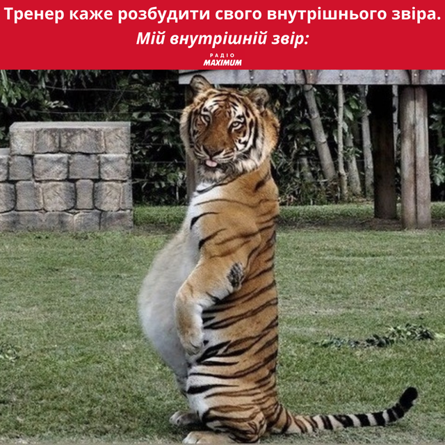 Меми з тиграми: 10 жартівливих картинок на всі випадки життя - фото 468911