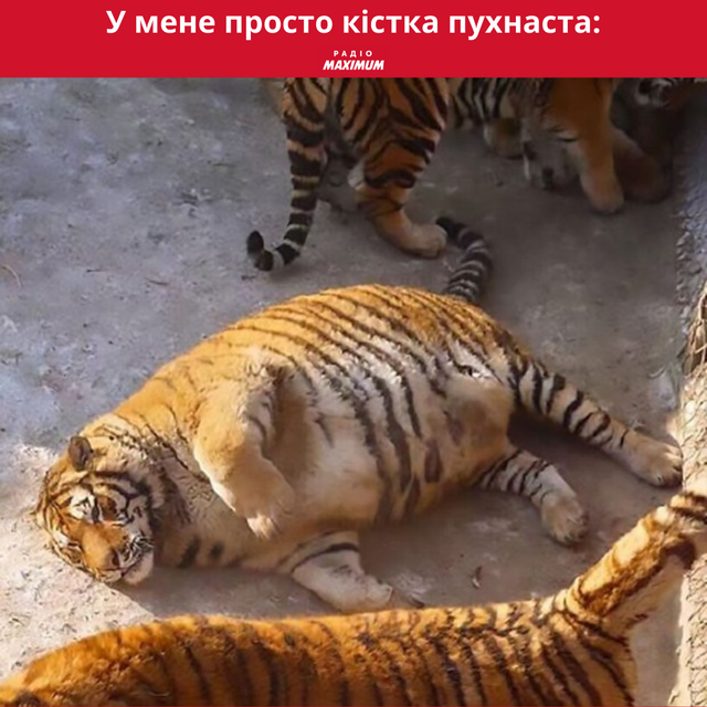 Меми з тиграми: 10 жартівливих картинок на всі випадки життя - фото 468912