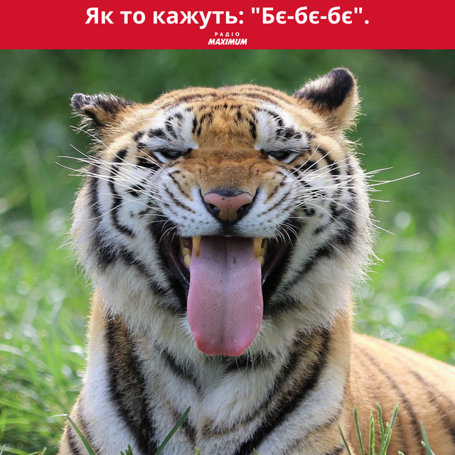 Меми з тиграми: 10 жартівливих картинок на всі випадки життя - фото 468913