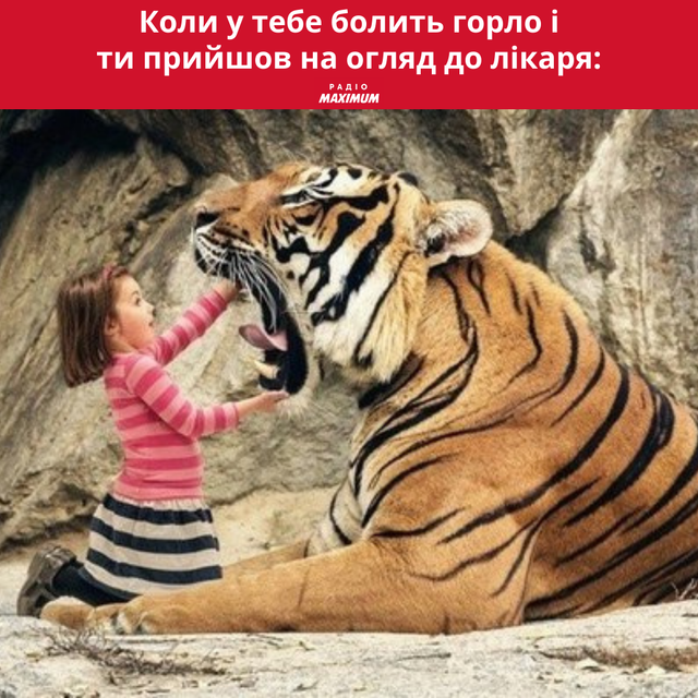 Меми з тиграми: 10 жартівливих картинок на всі випадки життя - фото 468914