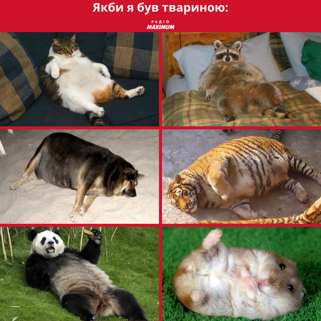 Меми з тиграми: 10 жартівливих картинок на всі випадки життя - фото 468915