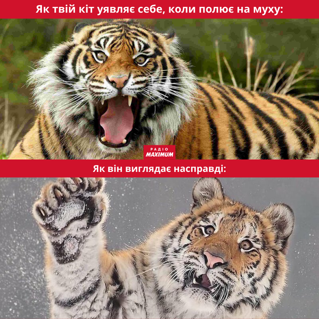 Меми з тиграми: 10 жартівливих картинок на всі випадки життя - фото 468917