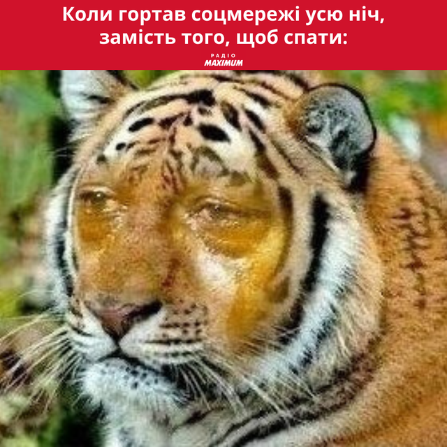 Меми з тиграми: 10 жартівливих картинок на всі випадки життя - фото 468918