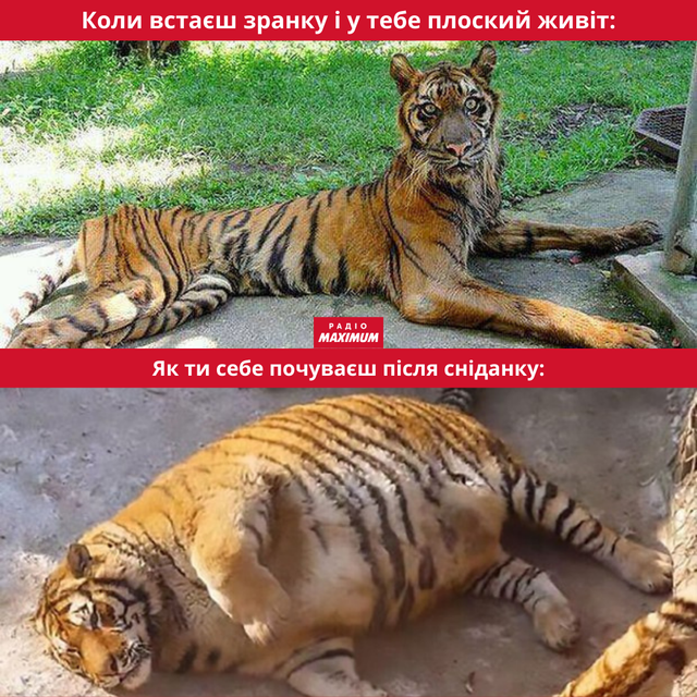Меми з тиграми: 10 жартівливих картинок на всі випадки життя - фото 468919