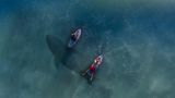 В Ірландії акули плавали поряд з туристами (відео)
