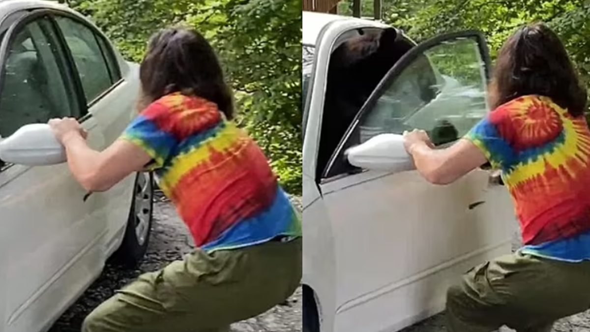 Дивіться, як відчайдух виманив ведмедя, який сів за кермо його машини: епічне відео