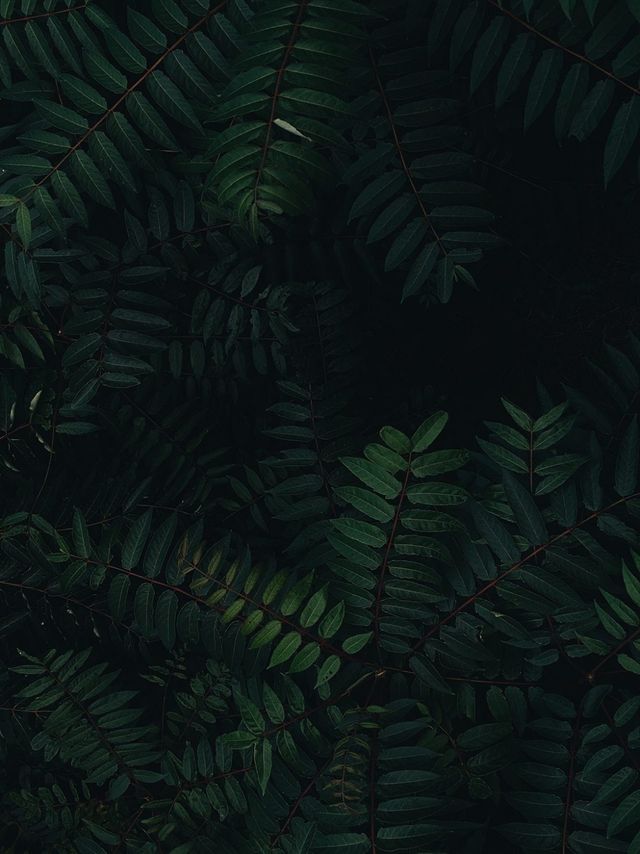 iPhone Photography Awards: дивіться найкращі знімки, зроблені на iPhone у 2021 році - фото 469576