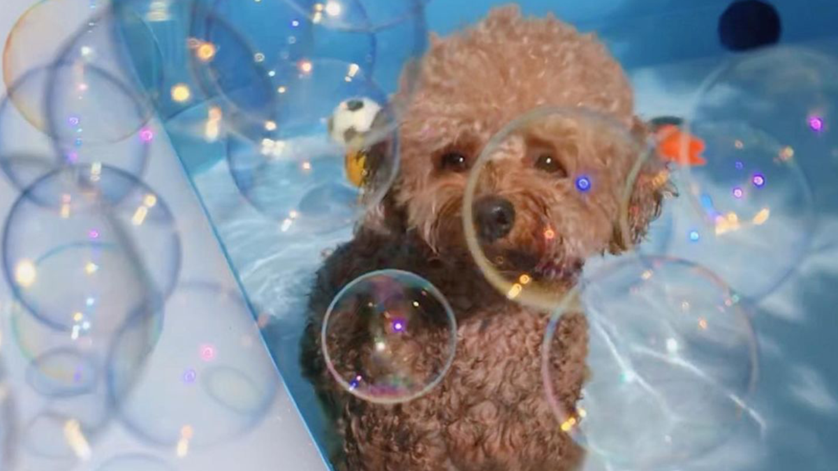 Дослідники запевняють, що перегляд кумедних відео з собаками може знизити рівень стресу