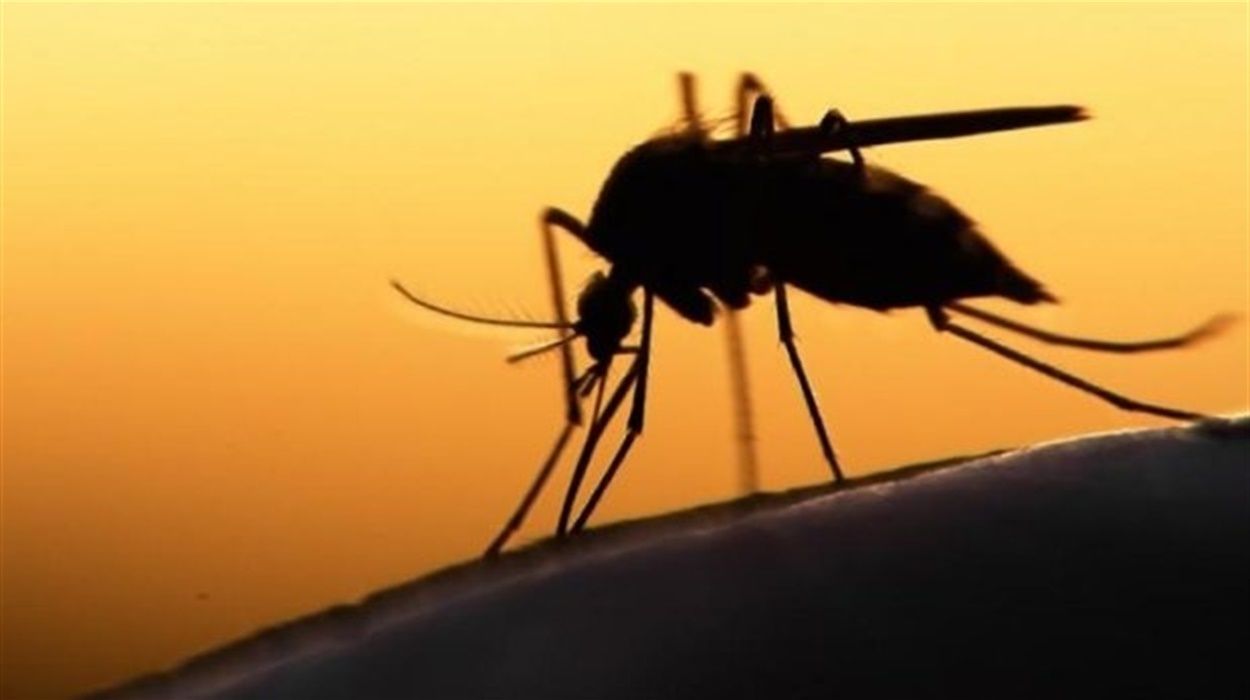 Які натуральні запахи відлякують комарів