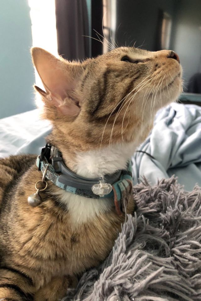 Унікальне кошеня з чотирма вухами стало улюбленцем мережі: фото - фото 470185