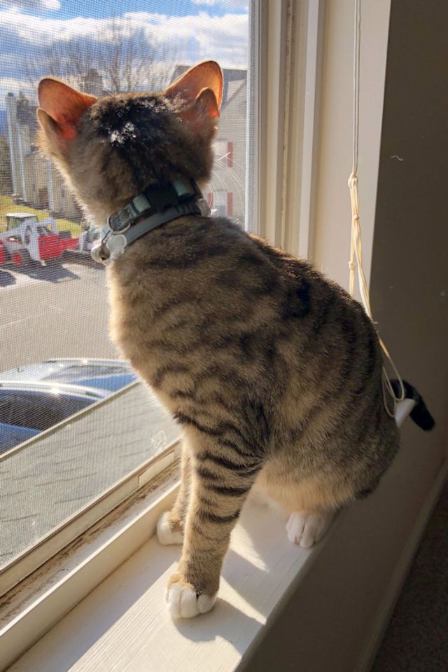 Унікальне кошеня з чотирма вухами стало улюбленцем мережі: фото - фото 470186