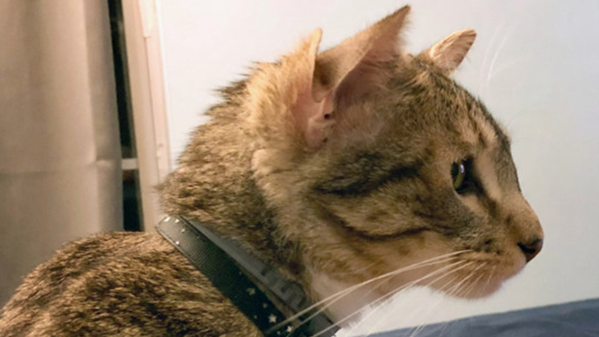 Кошеня з чотирма вухами - фото 1